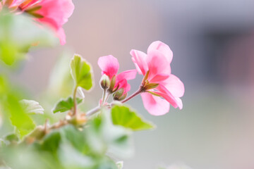 　ピンク色のゼラニウムの花びらを背景をぼかして浮き上がらせる。露出を明るく仕上げる。