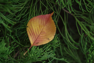 黄色く色づいた葉が落ちた
