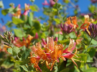 Close up Honeysuckle flowers with impressive bicolor blooms of pink and white. Lonicera...
