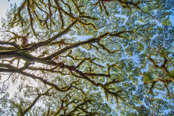 Beautiful tree branches along the road to Daintree National Park, Queensland - Australia