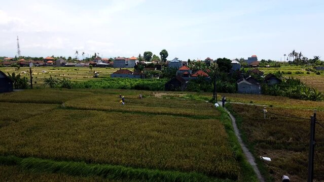 Rice Field Workers Harvest Paddy Aerial Time Lapse Green Ricefield at Indonesia Morning Light Blue Sky at the Island of Bali