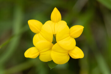 Komonica zwyczajna ( Lotus corniculatus), roślina kwitnąca z rodziny bobowatych, - obrazy, fototapety, plakaty