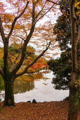 秋の日本の紅葉と池（縦型）