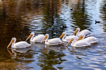 White pelicans at Santee lakes