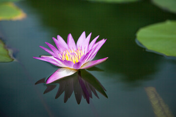 水面に浮くハスの花 水蓮の花 水辺に咲く蓮