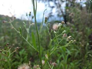 grass and flowers