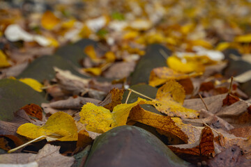 Close up of autumn leaves on roof tiles with focus on foreground