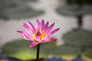 水面に咲くピンクのハスの花 水蓮の花 水辺に咲く蓮
