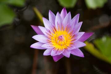 水面に咲くのハスの花 水蓮の花 水辺に咲く蓮