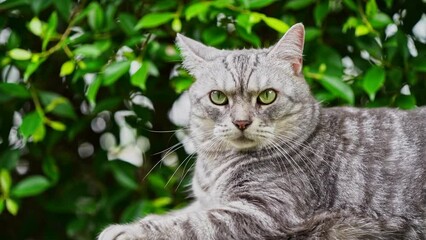 In the garden. Fresh green nature background. A light breeze blows. Gray tabby looks around admiring nature in a good mood. and staring at you with interest.4k - Powered by Adobe