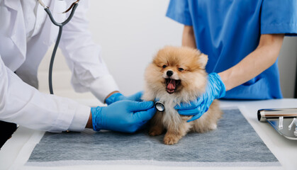 Two doctors are examining him. Veterinary medicine concept. Pomeranian in veterinary clinic..