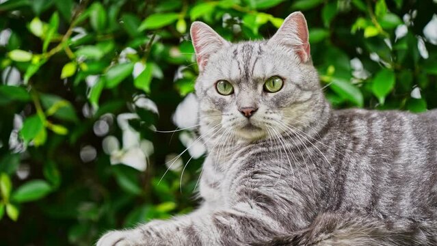 In the garden. Fresh green nature background. A light breeze blows. Gray tabby looks around admiring nature in a good mood. and staring at you with interest.4k
