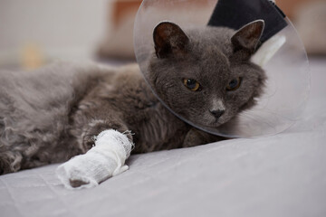 A sick cat with a bandaged paw and a veterinary collar. Lying on the bed. Sore paw
