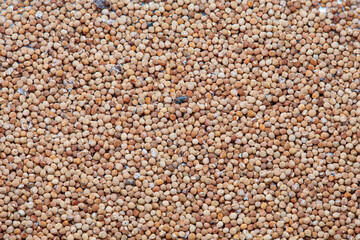 Gymnocalycium Cactus seeds, Cactus or succulent that breed from Thailand. Plant seeds for planting. Closeup or macro of texture detail cactus
