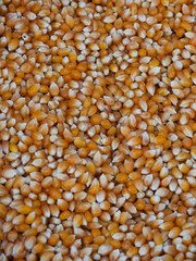 fresh corn kernels at the market