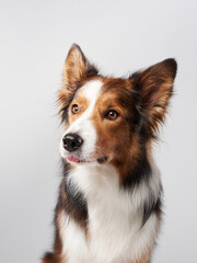 Happy Border Collie dog on a white background. Funny pet in the studio