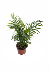 Obraz na płótnie Canvas Houseplant in flowerpot isolated on white background. Indoor plant with green leaves. Chamaedorea, Parlor palm