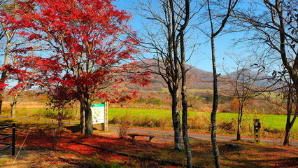 晩秋の蒜山高原線休憩所5