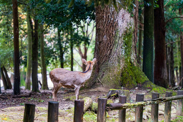 奈良公園の大木と鹿の後ろ姿