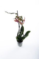 Floral concept. Orchid growing tips. How take care of orchid plants indoors. Most commonly grown house plants. Orchids blossom close up. Orchid flower pink and yellow bloom. Phalaenopsis orchid