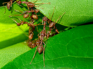 Red ants are working together to build a habitat out of leaves.