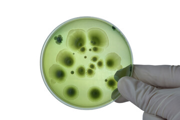 Hand with Petri dish or culture media with bacteria on white background with clipping, Test various germs, virus, Coronavirus, COVID-19, Microbial population count, Food science.