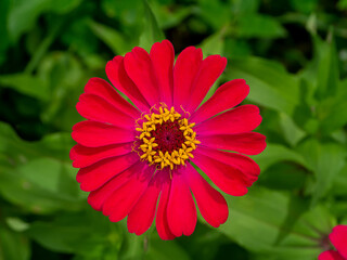 Close up pink Zinnia flower on blur background.