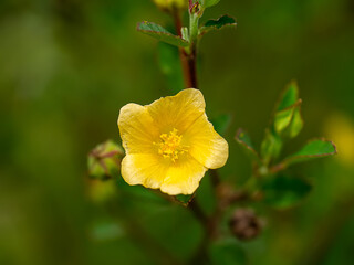 Close up Broom weed, Two-beaked, Snake's Tongue flower on branch with blur background.