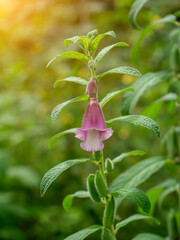 Close up Sesame flower on tree with blur background in the farm.