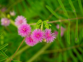 Close up of Sensitive plant flower on blur background.