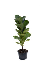 A photo of a lush, healthy Fiddle Leaf Fig or Ficus lyrata Bambino with large, glossy, green leaves, in a basket on a white background.