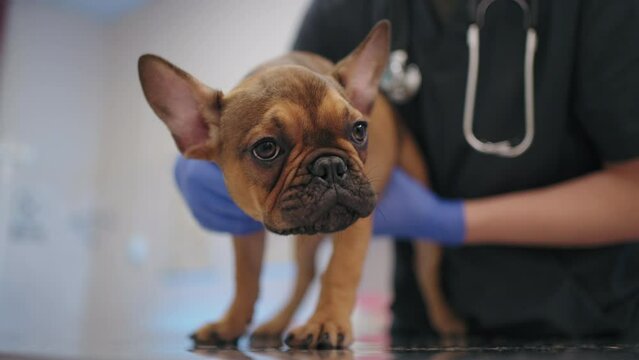 funny brown french bulldog in veterinary clinic during examination by veterinarian, closeup
