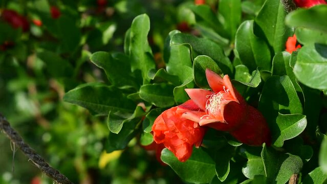 Red pomegranate flowers in summer garden. Pomegranate flower blossom in summer garden. pomegranate is grown in large quantities in India