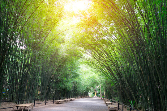 Soft focus of Bamboo tunnel with sunlight for  travelers travel visit rest relax and  take photo in Wat Chulabhorn Wanaram Temple at Ban Phrik in Ban Na District of Nakhon Nayok, Thailand