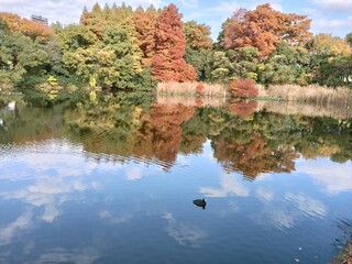 水面に映る紅葉