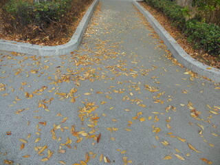  路上の落ち葉