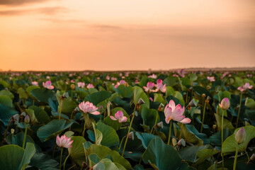 Sunrise in the field of lotuses, Pink lotus Nelumbo nucifera sways in the wind. Against the background of their green leaves. Lotus field on the lake in natural environment.