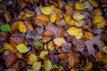 Directly above shot of mixed autumn leaves with yellow, brown and green colors on the forest soil