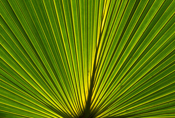 Tropical palm leaf texture, backlight shot, natural background