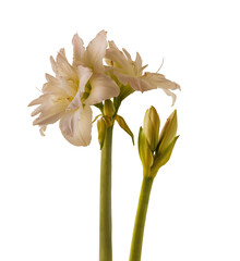 Hippeastrum (amaryllis) "Arcstic Nymph" on a white background isolated.