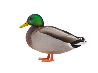 Mallard (anas platyrhynchos) isolated on white background