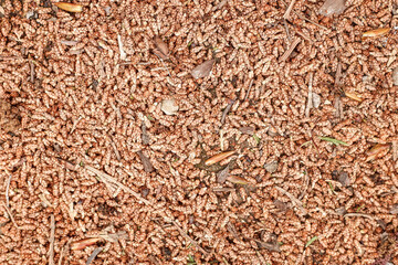 Dry gray deciduous tree on the ground, background, texture.