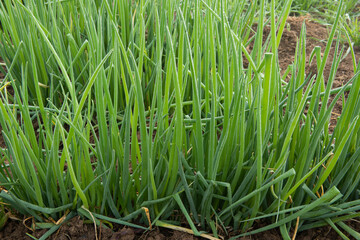 Fototapeta premium green onion crop plant cultivated at agriculture field or farm.