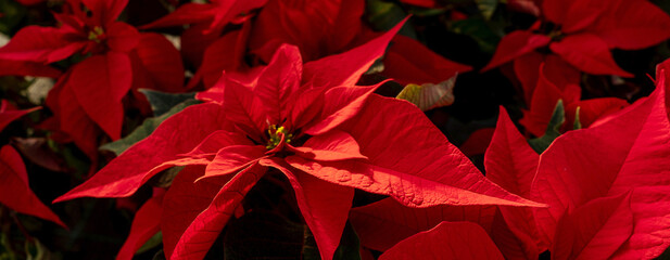 Red poinsettia flowers in greenhouse