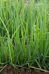 green onion crop plant cultivated at agriculture field or farm.