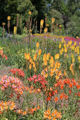 Vertical image of summer flowerbed with assortment of orange flowers