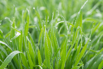 Plant green Leaf with dew water drops