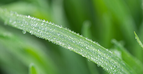 Plant green Leaf with dew water drops close up.