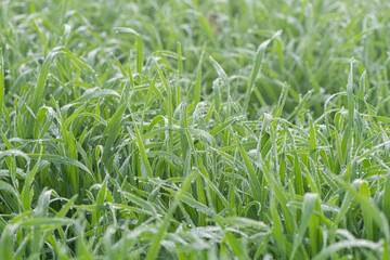 Plant green Leaf with dew water drops
