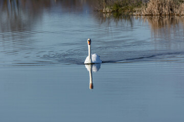 Mute swan, Cygnus olor swimming in wetlands